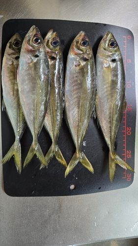 アジの釣果