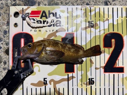 エゾメバルの釣果