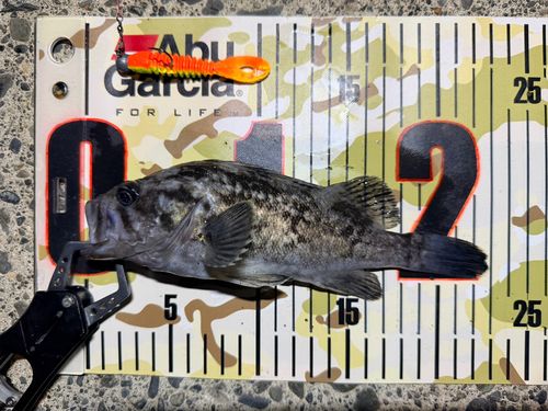 クロソイの釣果