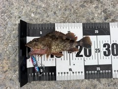 カサゴの釣果