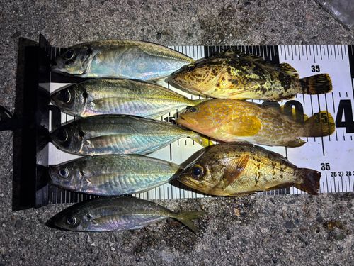 アジの釣果