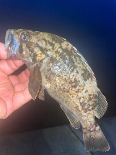 クロソイの釣果