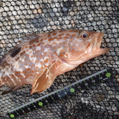 キジハタの釣果