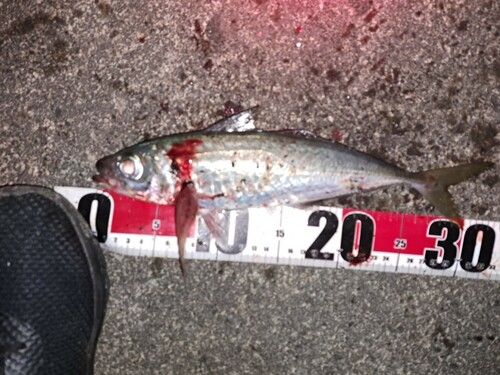 アジの釣果