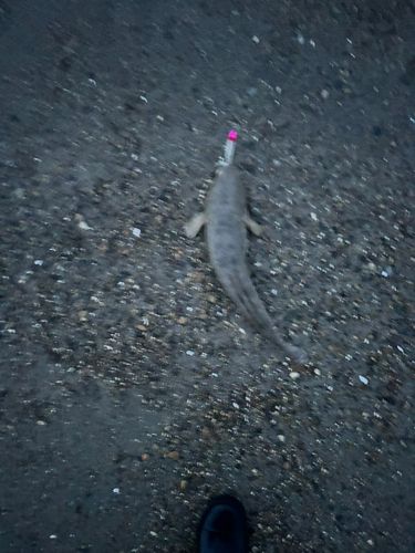 マゴチの釣果