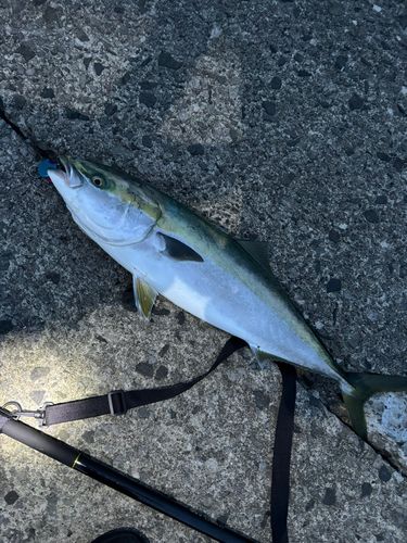 ワラサの釣果