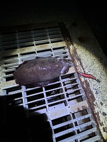 コウイカの釣果