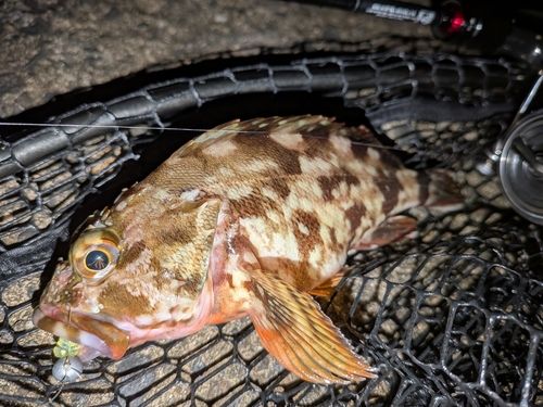 カサゴの釣果