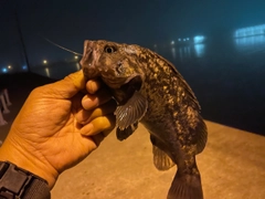 クロソイの釣果
