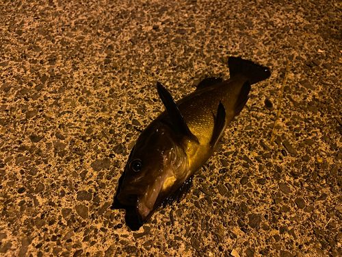 エゾメバルの釣果