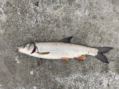 エゾウグイの釣果