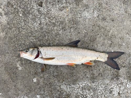 エゾウグイの釣果・釣り情報まとめ【2026年最新】 - アングラーズ 