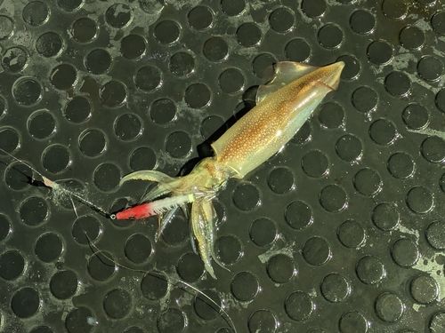 ケンサキイカの釣果