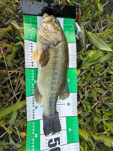 ラージマウスバスの釣果