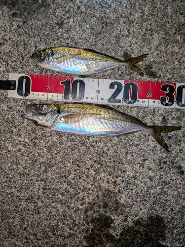 アジの釣果