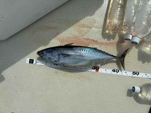 カツオの釣果