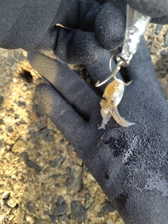 イカの釣果