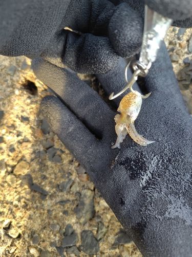 イカの釣果