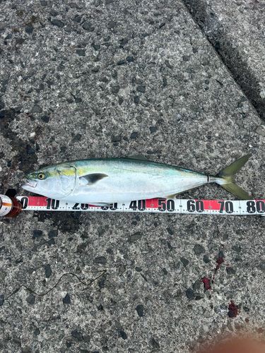 ブリの釣果
