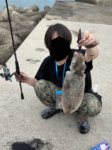 コウイカの釣果