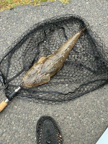 マゴチの釣果