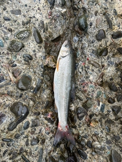 ウグイの釣果