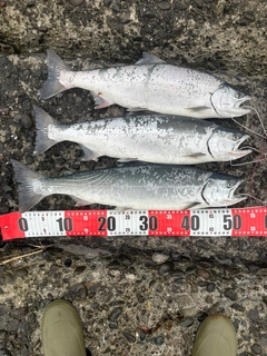 サクラマスの釣果