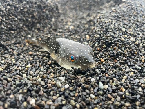 フグの釣果