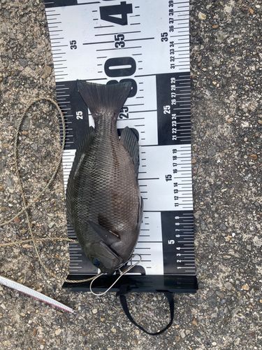 グレの釣果
