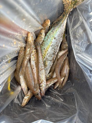 キスの釣果