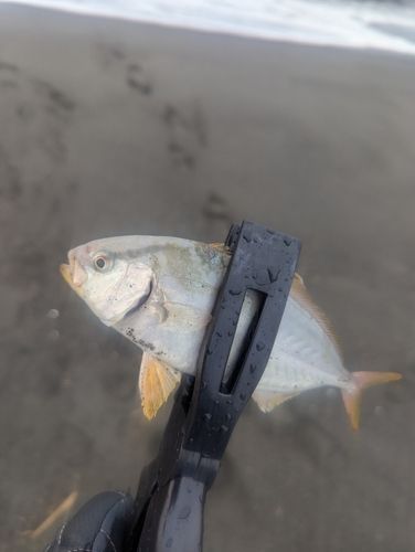 ショゴの釣果