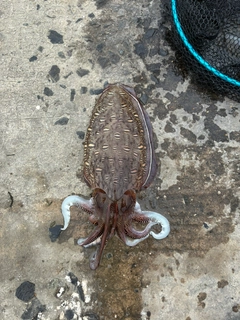 モンゴウイカの釣果