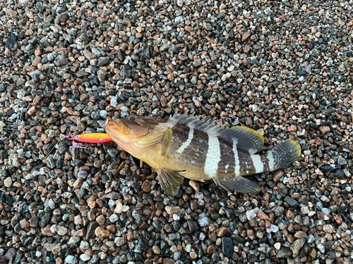 アオハタの釣果