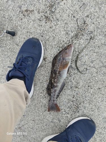 アブラコの釣果