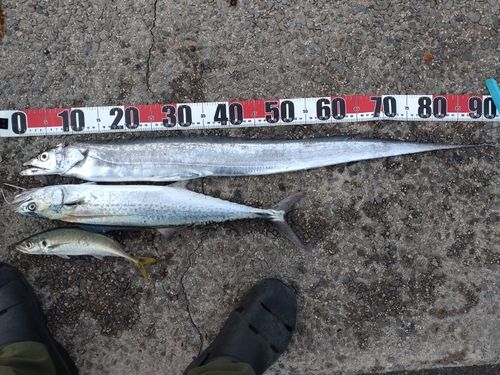 タチウオの釣果