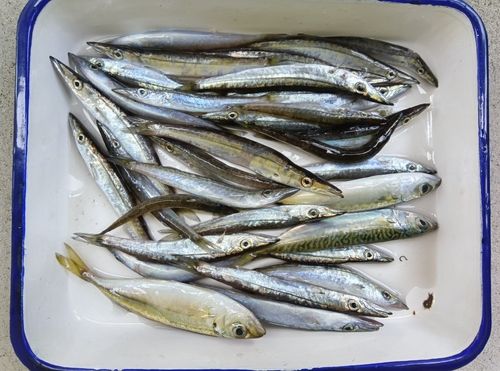 カマスの釣果