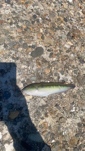 ベラの釣果