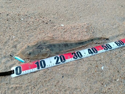 マゴチの釣果
