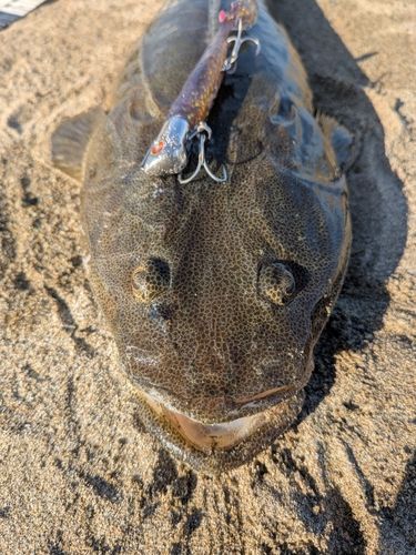 マゴチの釣果