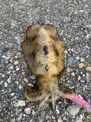 アオリイカの釣果