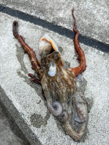 タコの釣果