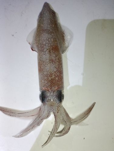 ケンサキイカの釣果