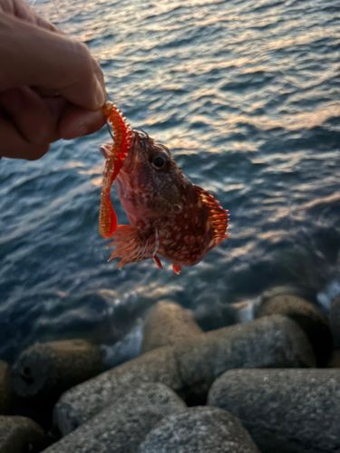 ガシラの釣果