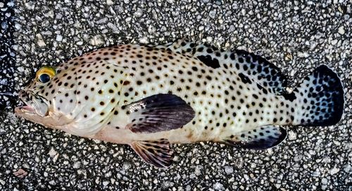 ヒレグロハタの釣果