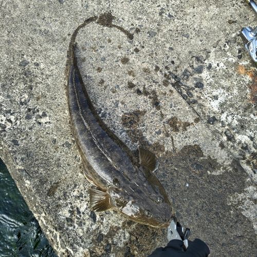 マゴチの釣果