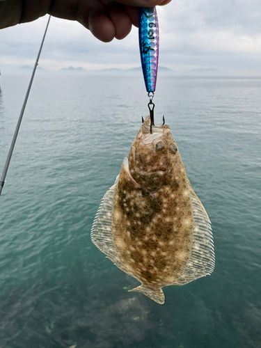 ヒラメの釣果