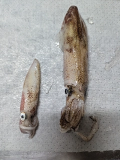 マメイカの釣果