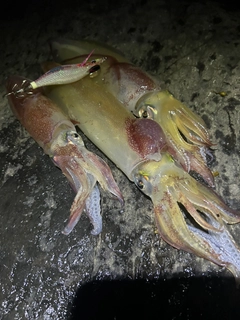 ケンサキイカの釣果