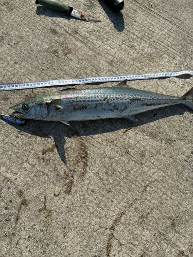 サゴシの釣果
