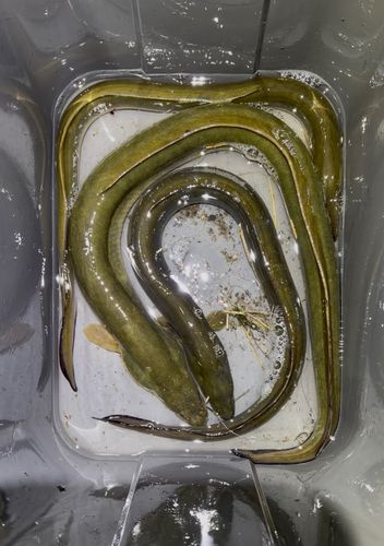 ウナギの釣果